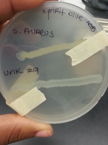 S. Aureus and Enterobacter aerogenes on Spirit Blue Agar