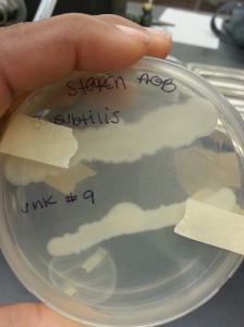 Bacillus subtillus and Enterobacter aerogenes on Starch agar