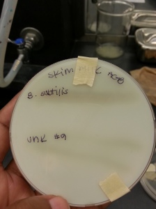 B. subtilis and Enterobacter aerogenes on Skim milk Agar (bottom view)